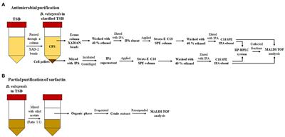 Simultaneous Production of Multiple Antimicrobial Compounds by Bacillus velezensis ML122-2 Isolated From Assam Tea Leaf [Camellia sinensis var. assamica (J.W.Mast.) Kitam.]